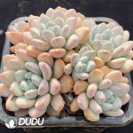 Pachyveria Perfume Clustering - Image 2