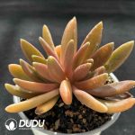Pachyphytum Octopus Double Heads - Image 2