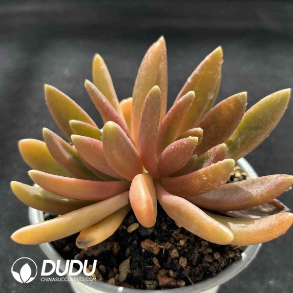 Pachyphytum Octopus Double Heads - Image 2
