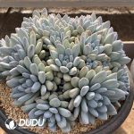 Pachyveria Perfume Clustering - Image 2