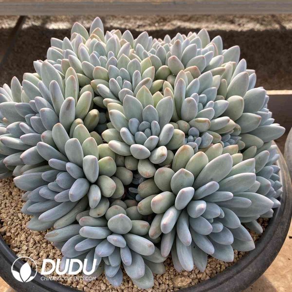 Pachyveria Perfume Clustering - Image 2