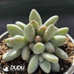 Pachyphytum Penguin Cluster - Image 2