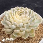Echeveria Onslow Variegated - Image 2