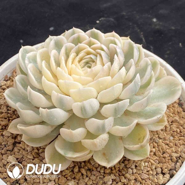 Echeveria Onslow Variegated - Image 2