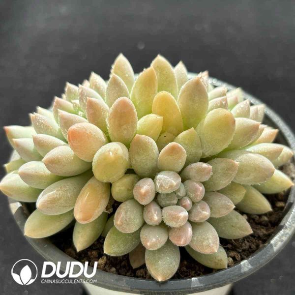 Pachyphytum Milk Candy Clustering - Image 2