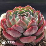 [RTS]Echeveria Jinghong Xianzi - Image 2