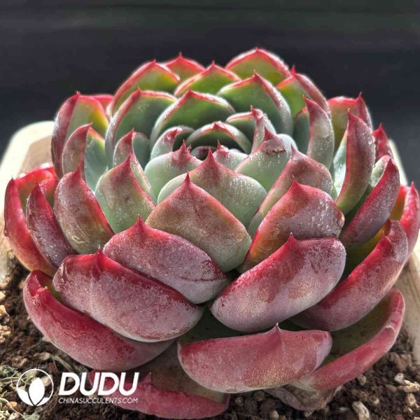 [RTS]Echeveria Jinghong Xianzi - Image 2