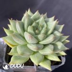 Echeveria Snow Mountain - Image 2