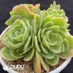 Echeveria Sinata Clustering - Image 2