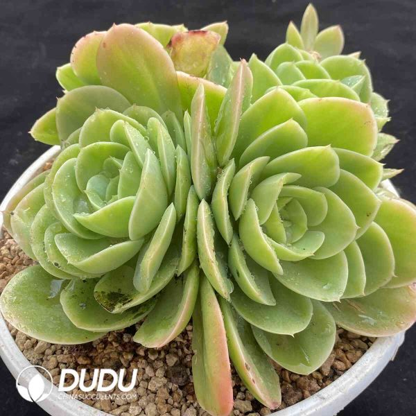 Echeveria Sinata Clustering - Image 2