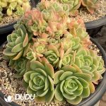 [RTS]Echeveria Sinata Cristata - Image 2