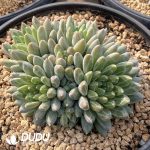 Pachyphytum Yuhuashi Clustering - Image 2