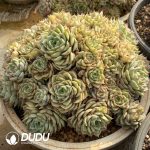 Echeveria Ben Badis Clustering - Image 2