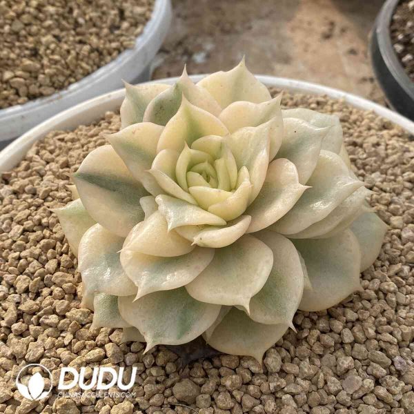 Echeveria Baikal Variegated - Image 2