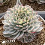 Echeveria Chihuahuaensis Variegated - Image 2