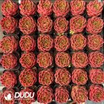 Echeveria Xuan Color - Image 2