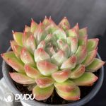 Echeveria Ice Mountain - Image 2