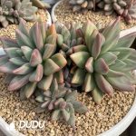 Pachyphytum Hepburn Rose Cluster - Image 2