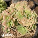 Echeveria Lucila Variegated Cristata - Image 2