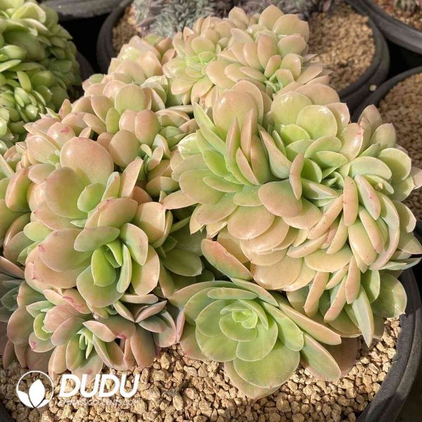 Echeveria Lucila Variegated Cristata - Image 2