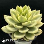 Echeveria Chiku no Matsu Variegatad - Image 2