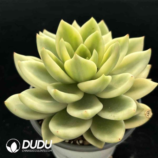 Echeveria Chiku no Matsu Variegatad - Image 2
