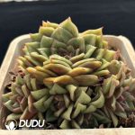 [RTS]Echeveria Rose Clustering - Image 2