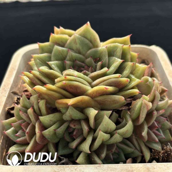 [RTS]Echeveria Rose Clustering - Image 2