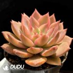 [RTS]Echeveria Carmela Variegated - Image 2