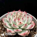 [RTS]Echeveria chihuahuaensis variegated - Image 2