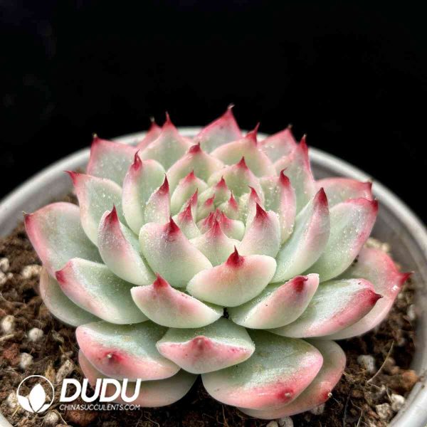 [RTS]Echeveria chihuahuaensis variegated - Image 2