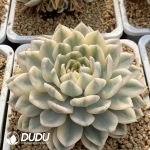 [RTS]Echeveria Moon Fairy Variegated - Image 2