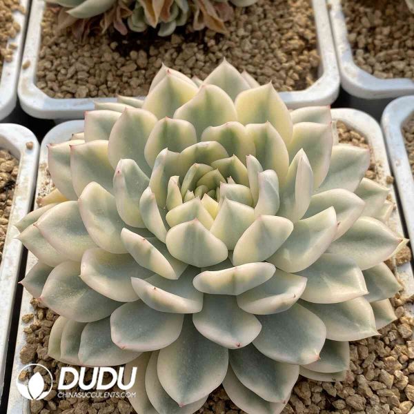 [RTS]Echeveria Moon Fairy Variegated - Image 2