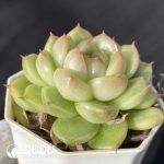 Echeveria Clear - Image 2