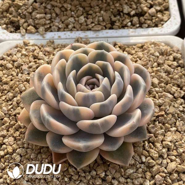 Echeveria Tynie Burger variegated - Image 2