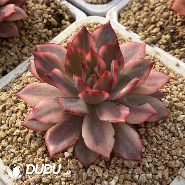 Echeveria Lotus Lantern Variegated - Image 2