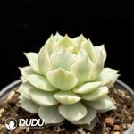 Echeveria Lola Variegated - Image 2