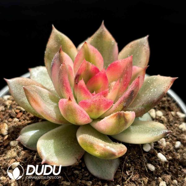 Echeveria Flaming Mountain Variegated - Image 2