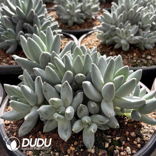 Pachyphytum Oviferum Clustering - Image 2