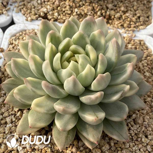 [RTS]Echeveria Princess Ice Variegated - Image 2