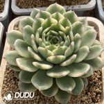 Echeveria Shi Qiu Variegated - Image 2