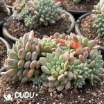 Pachyphytum Bada Jade Clustering - Image 2