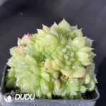Echeveria Green Diamond Malgan - Image 2