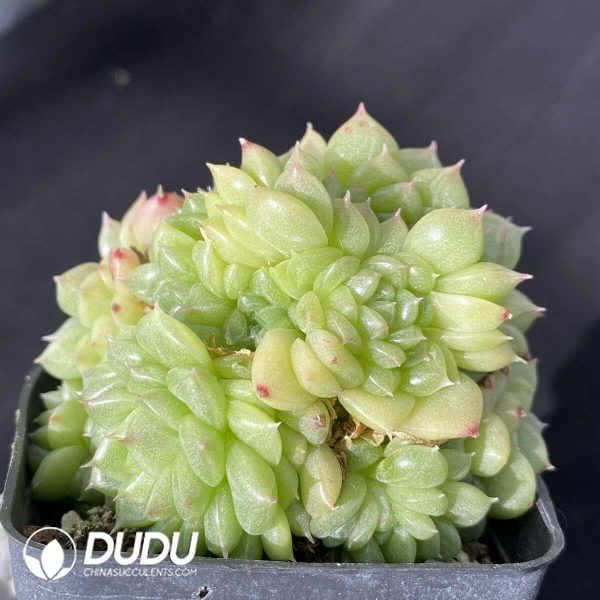 Echeveria Green Diamond Malgan - Image 2