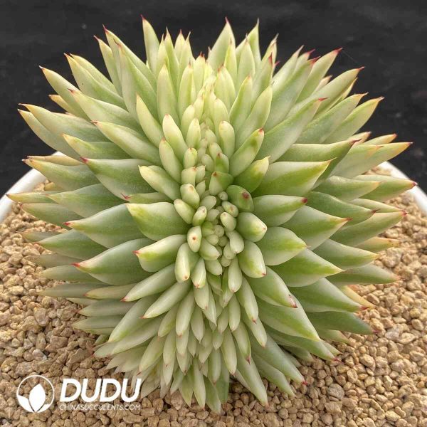 Echeveria Green Lotus Variegated Cristata - Image 2