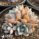 Echeveria Bread Clustering - Image 2