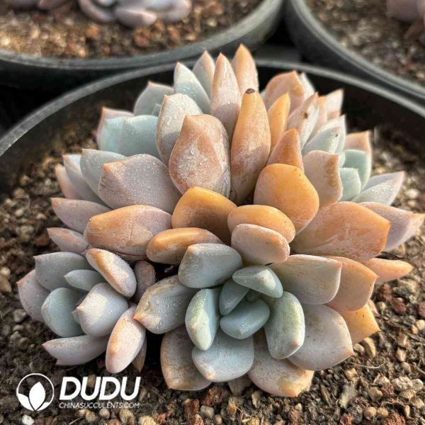 Echeveria Bread Clustering - Image 2