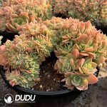 [RTS]Echeveria Silk Veil Cristata - Image 2