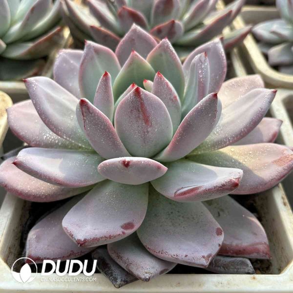 Echeveria Kaxi - Image 2