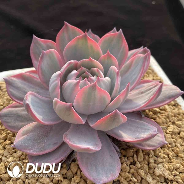 Echeveria Lawrence Variegated - Image 2